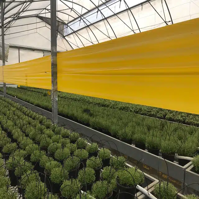 Yapışkan Rulo Tuzak 15x100 Metre (Sarı) – Seralar ve Tarım Alanları İçin Uzun Metrajlı Haşere Kontrolü - Görsel 3